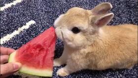 娱乐吃瓜小兔子视频下载,揭秘娱乐圈幕后故事  第1张